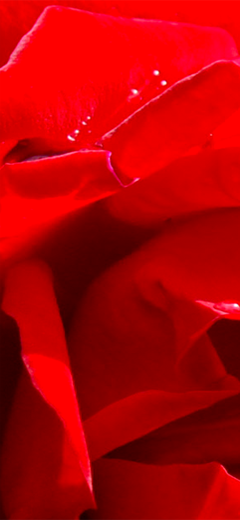 rosenbild01