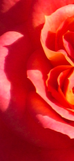 rosenbild05