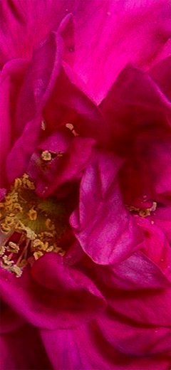 rosenbild06