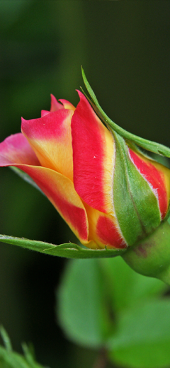 rosenbild07
