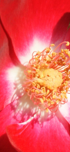 rosenbild09