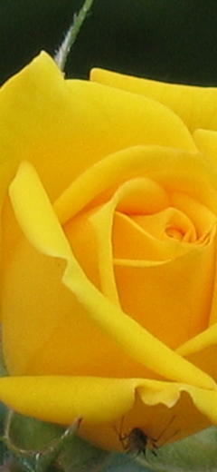 rosenbild10