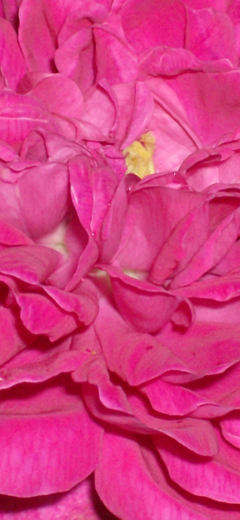 rosenbild12