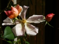 Rose des Monats Dezember 2011 - Mutabilis Blüte