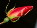 Rose des Monats Dezember 2011 - Geschlossene Mutabilis-Bllüte