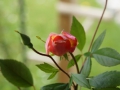 Rose des Monats Dezember 2011 - Mutabilis-Bllüte an filigranen Stiele