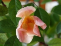 Rose des Monats Dezember 2011 - sich noch weiter öffnende Mutabilis-Bllüte von oben