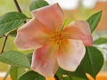 Rose des Monats Dezember 2011 - Mutabilis-Bllüte orange-rosa