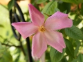 Rose des Monats Dezember 2011 - Mutabilis-Bllüte bis stark rosa