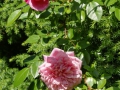 Rose des Monats März 2015 04_Paul Noel