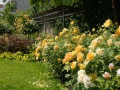 Gelbe Rosen nn.
