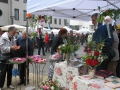 Tag der Rose 2009 Ulm - Rosenstand der Rosenfreunde Ulm