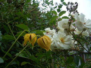 Rose des Monats August 2012 Rosa Moschata Hybride - Moonlight - 003