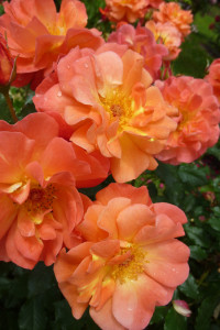 Rose-des-Monats--Dezember-2012-Freudenfeuer-Blüten