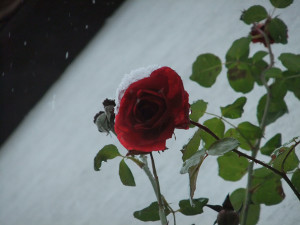Rose des Monats November 2011 Santana Hauswand Blüte Winter