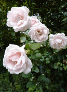 Rose des Monats Oktober 2012 - New Dawn Blüten