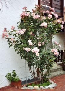 Rose des Monats Februar 2011 - Compassion - Rosenpflanze