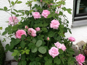 Rose des Monats Juli 2013 - Rose-mrs-John-Laing