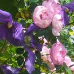 Rose des Monats Juni 2014 - Kletterrose Raubritter Blüte