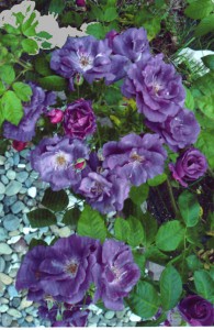 Rose des Monats Mai 2013 Rhapsody in Blue