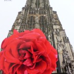 Rose des Monats Mai 2014 -Ulmer-Muenster-Rose