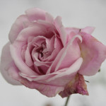 Rose des Monats März 2014 - Rose Heilige Elisabeth