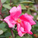 Rose des Monats September 2013 -Mutabilis 1