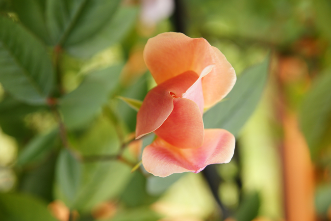 Rose des Monats Dezember 2011 - Mutabilis sich noch öffnende Knospe von oben