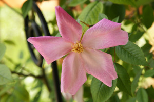 Rose des Monats Dezember 2011 - Mutabilis Farbvariante bis stark rosa