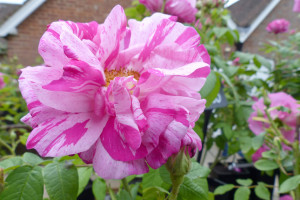 Historische, Rosa Mundi Versicolor eine Gallica Rose