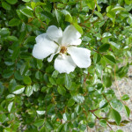 Die Rose „Sternenflor“ ist auch für Blumenkästen geeignet